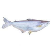 Frozen Fish Pangas Cut 800 g