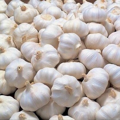 Fresh Garlic 500 g